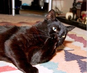 black cat Cats Protection Badger animal charity.jpg